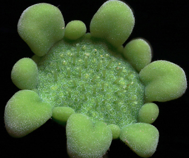 Dorstenia gigas